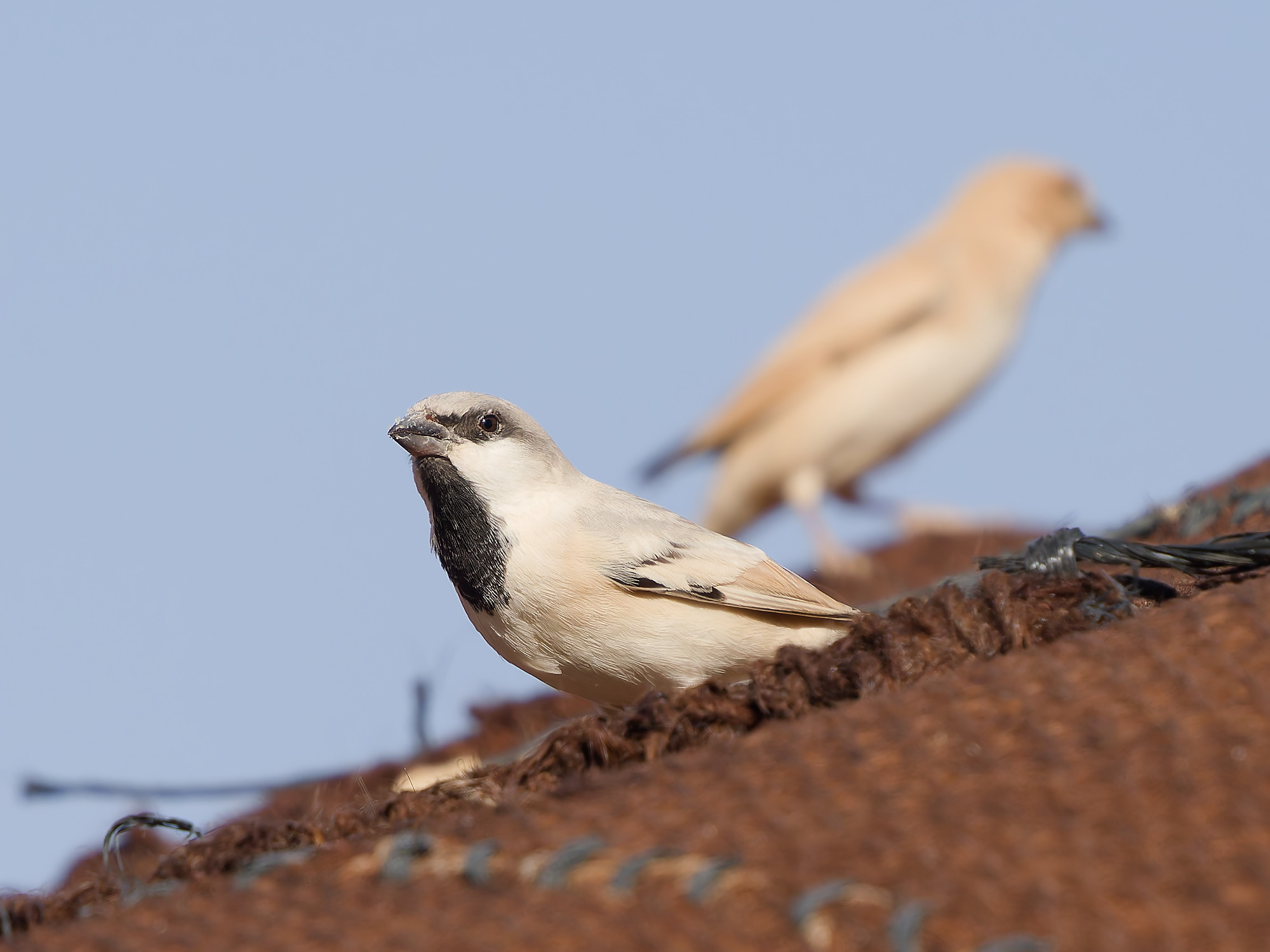 Passer simplex / Desert sparrow / Woestijnmus